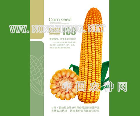 九单100玉米种子